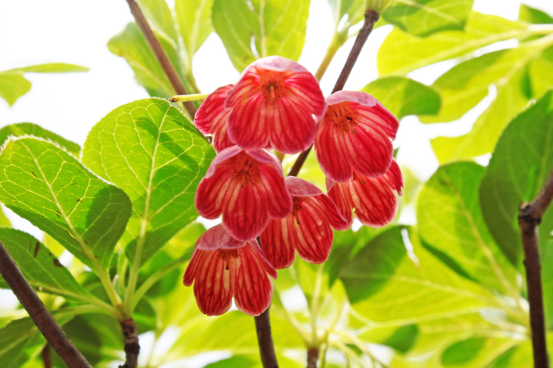 ベニサラサドウダン （紅更紗灯台）の写真