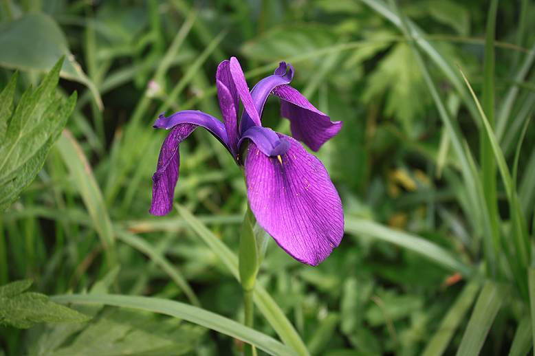 ノハナショウブ （野花菖蒲）の写真