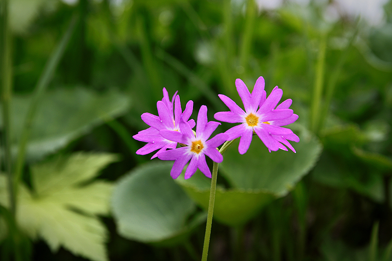 ハクサンコザクラ （白山小桜）の写真