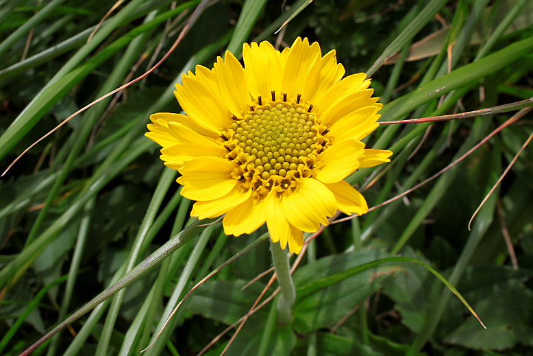ウサギギク （兎菊）の写真