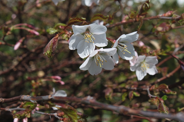 タカネザクラ （高嶺桜）の写真