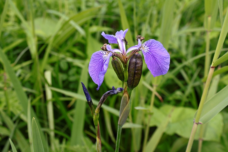 ヒオウギアヤメ （檜扇菖蒲）の写真