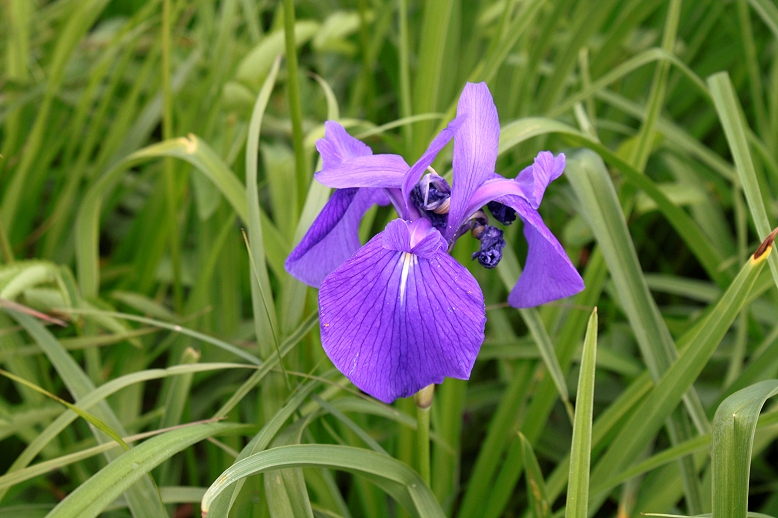 カキツバタ （燕子花）の写真