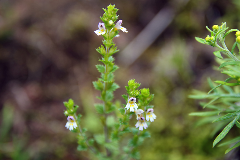 ミチノクコゴメグサ （陸奥小米草）の写真