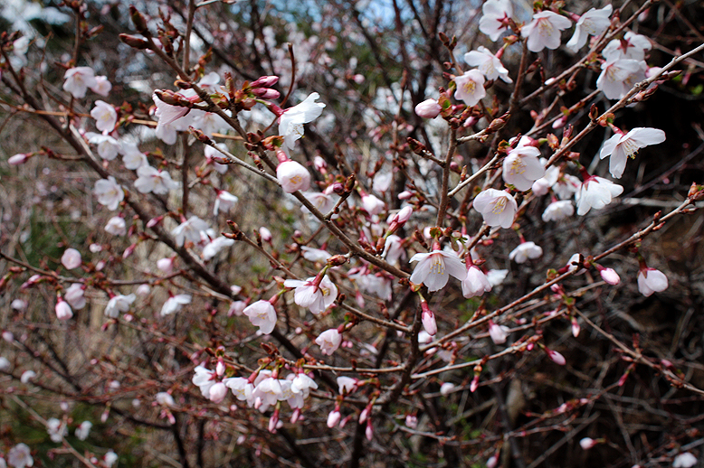 マメザクラ （豆桜）の写真