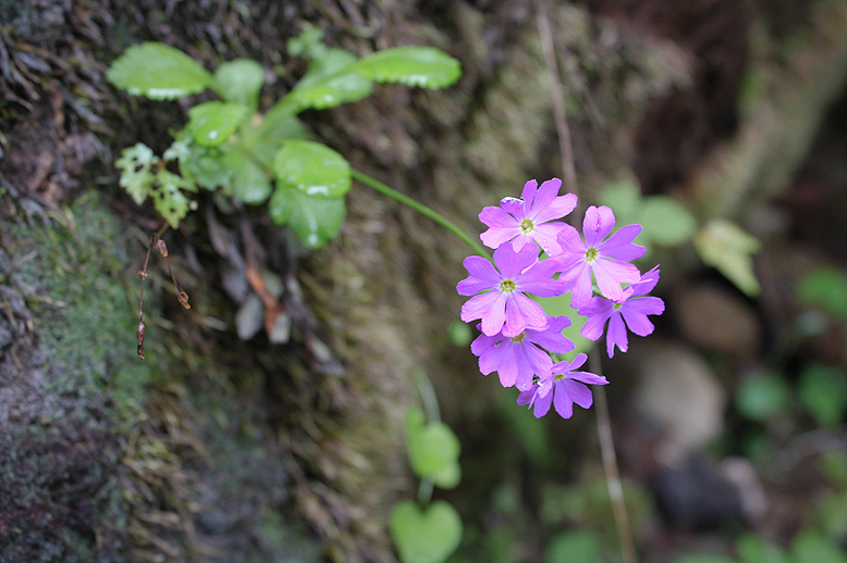 コウシンコザクラ （庚申小桜）の写真
