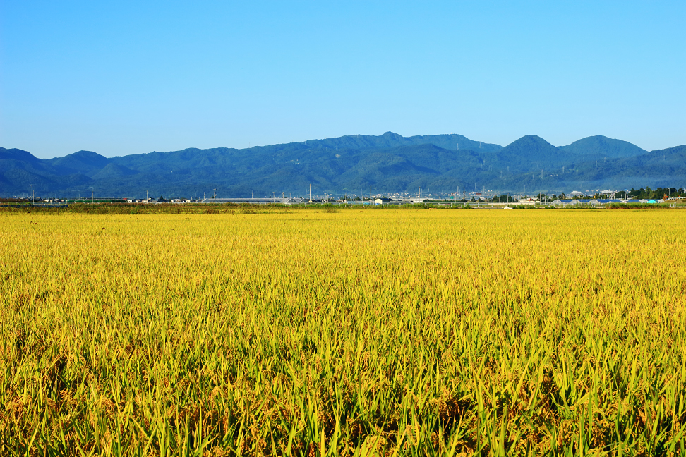 白鷹山