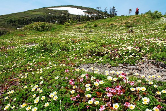 山人平のお花畑