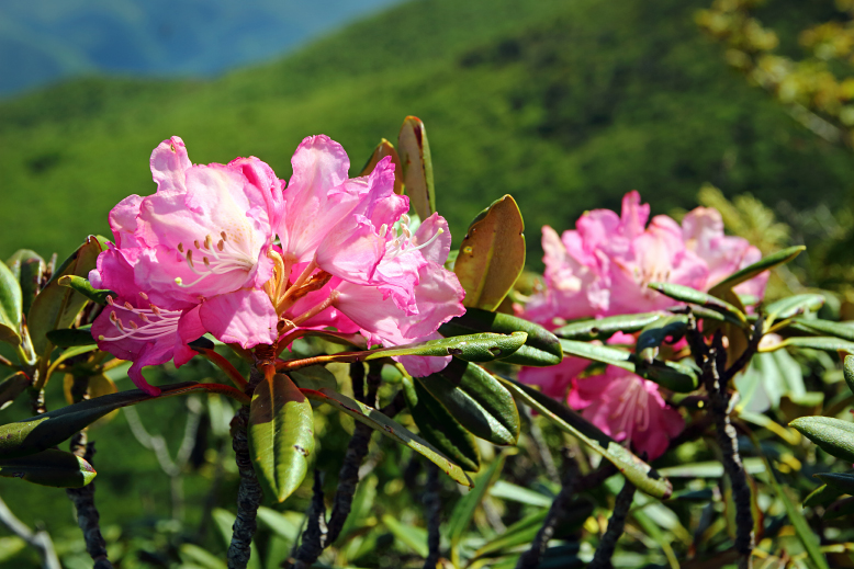雁戸山