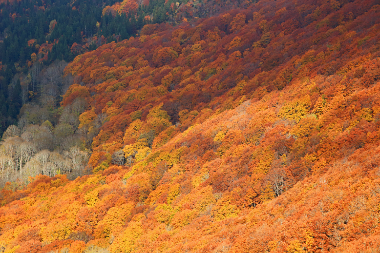 翁山