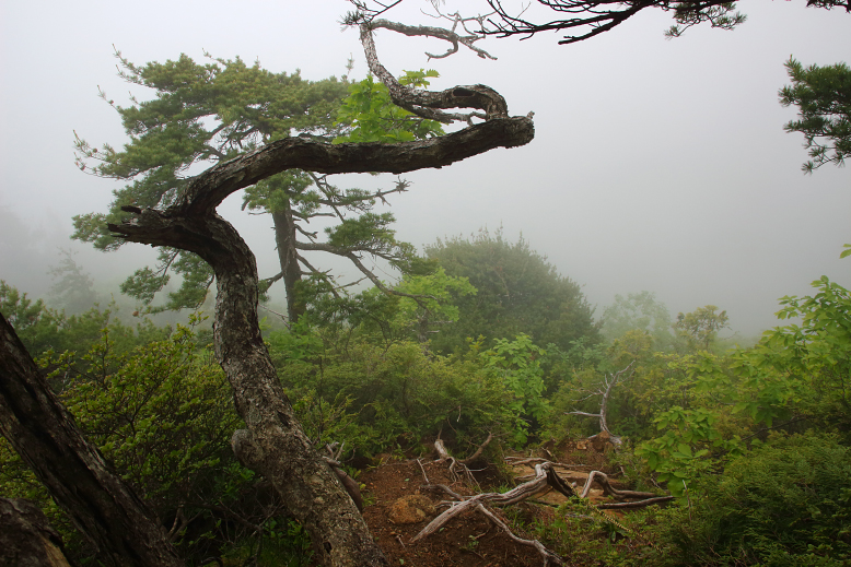 瀧山