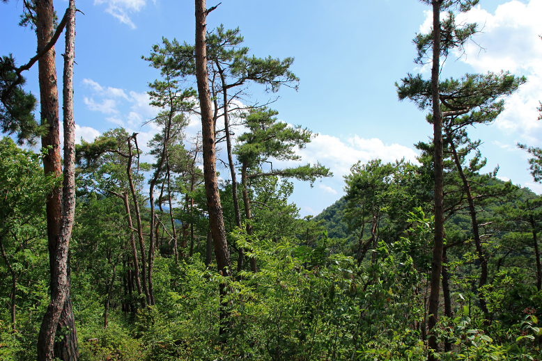 大岡山