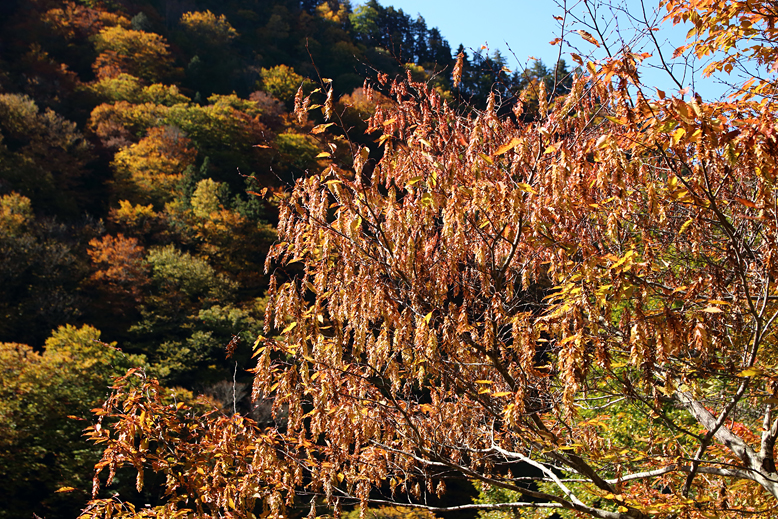 御所山林道