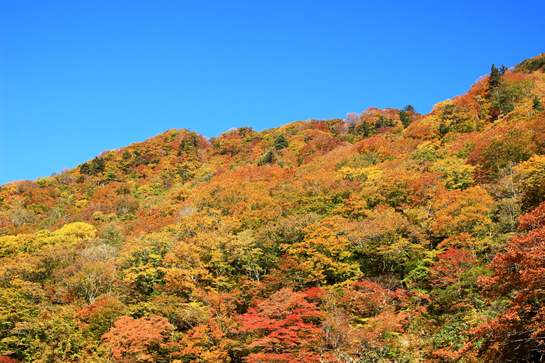 御所山林道