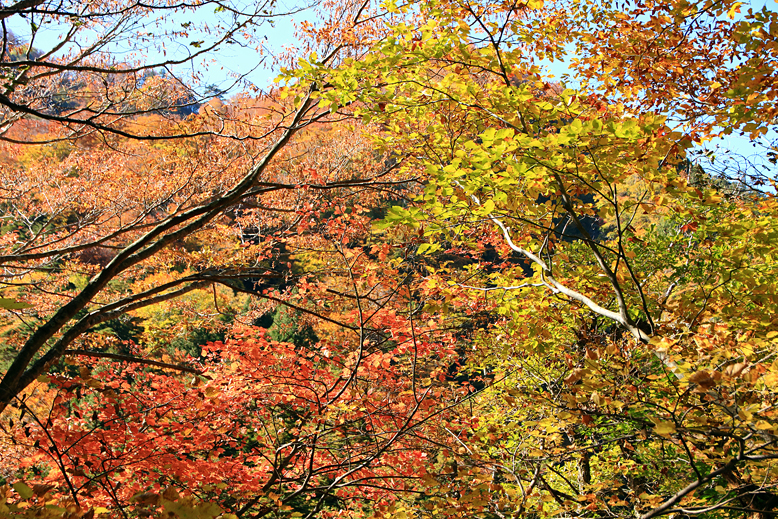 御所山林道