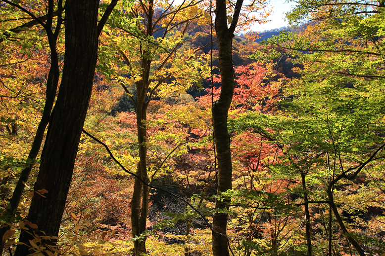 御所山林道