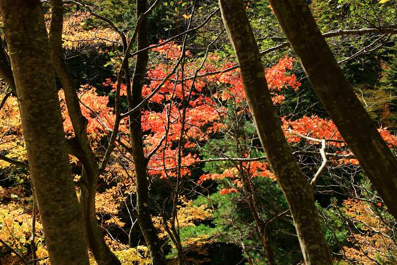 御所山林道