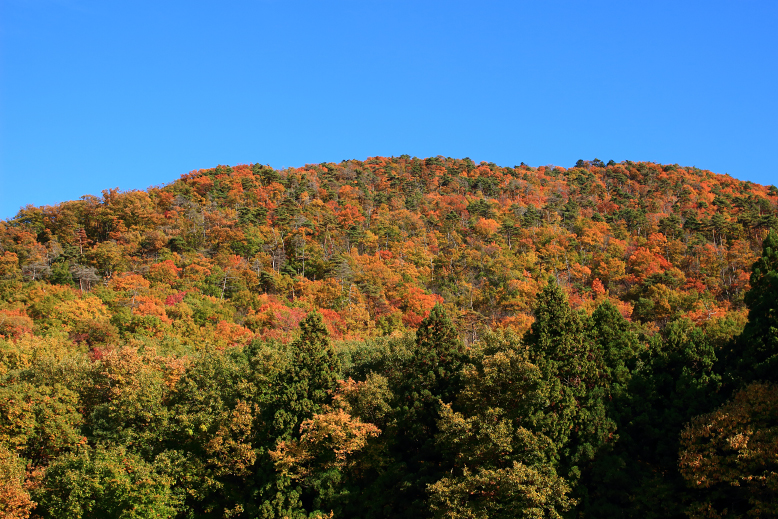 大岡山