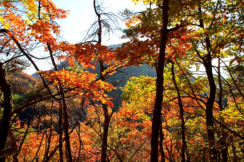 大岡山