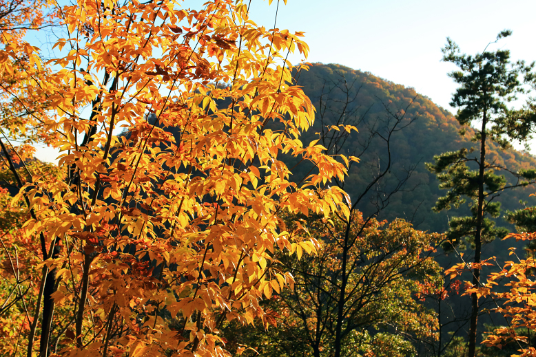 大岡山