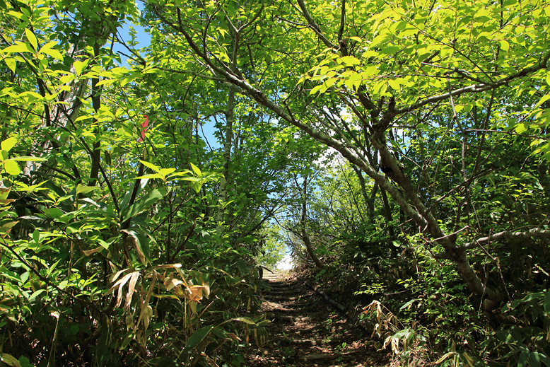 大頭森山