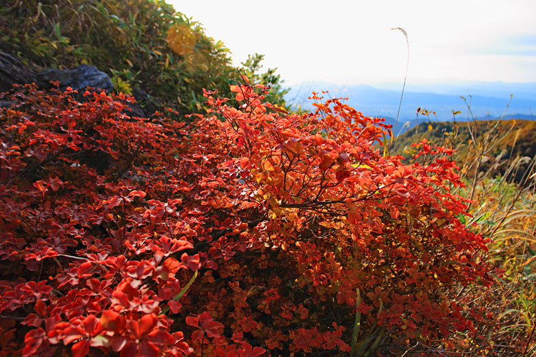 ハマグリ山