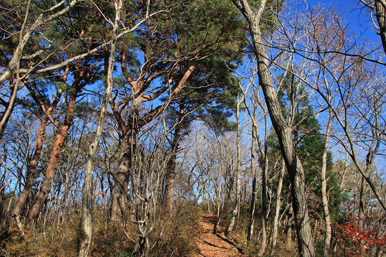 東黒森山