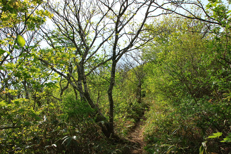 ハマグリ山