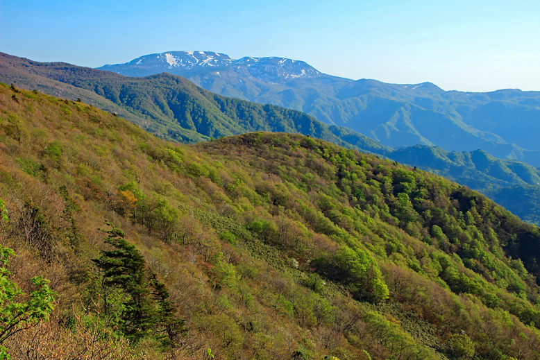 ハマグリ山