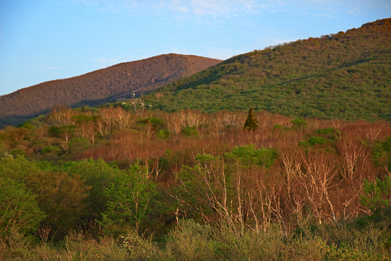 ハマグリ山