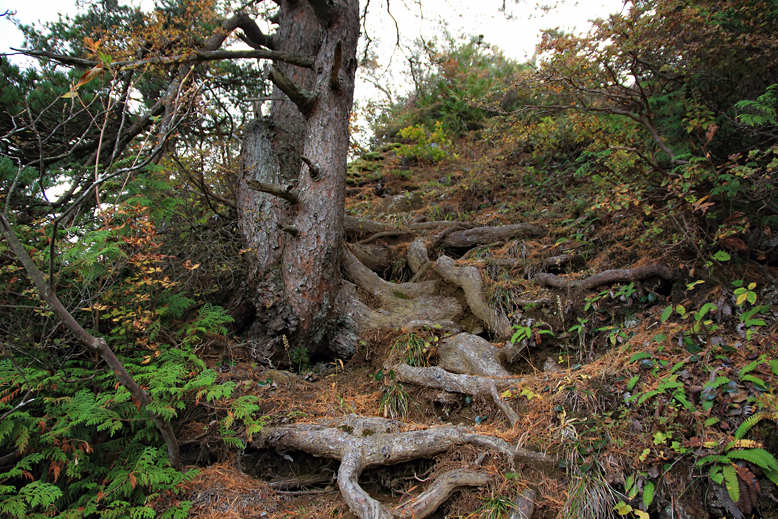 瀧山