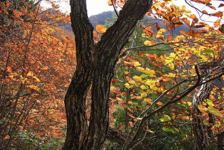 瀧山