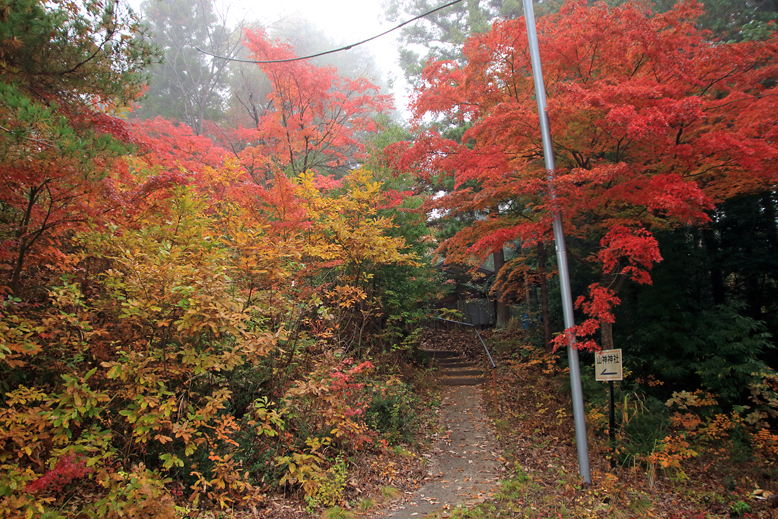 高楯地区里山