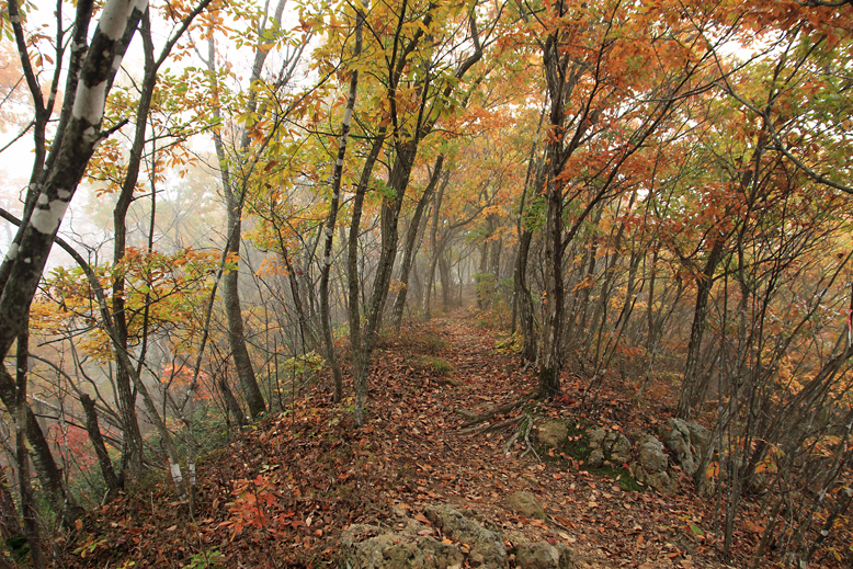 高楯地区里山
