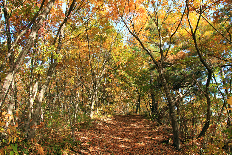 高楯地区里山