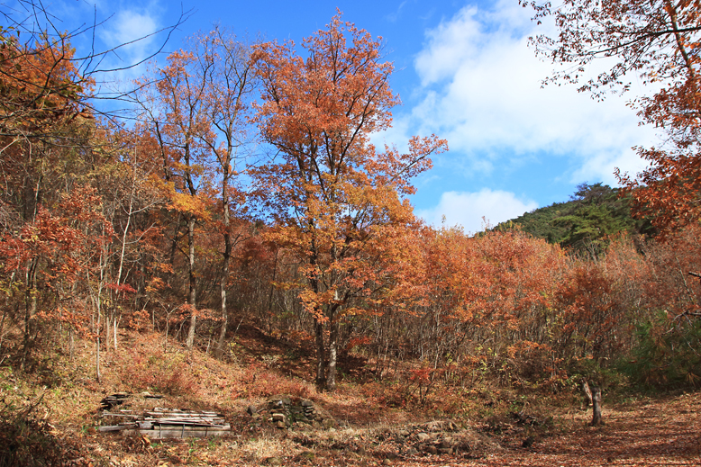 炭沢山