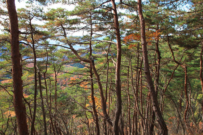 炭沢山