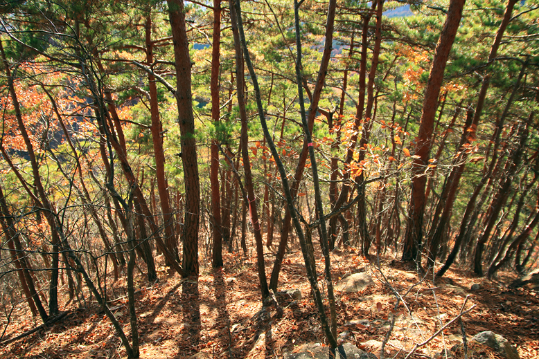 炭沢山