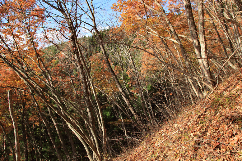 炭沢山