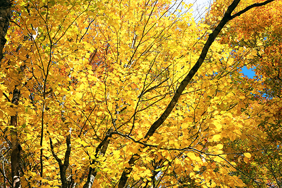横川堰 ヒトツバカエデの黄葉