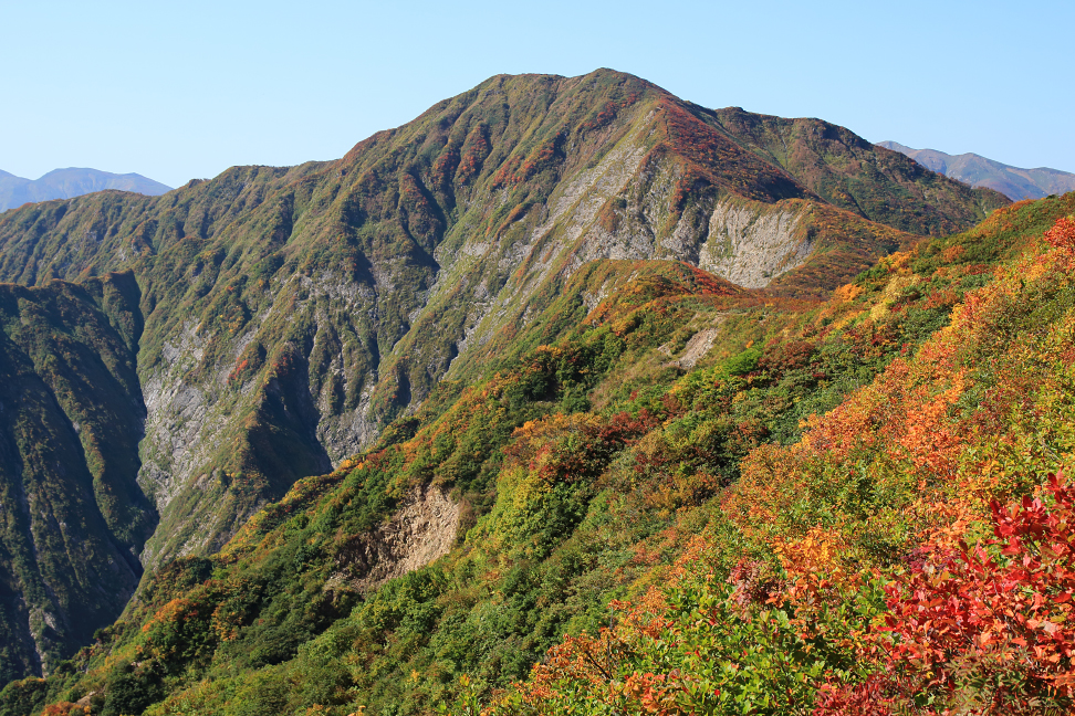 障子ヶ岳と紫ナデ